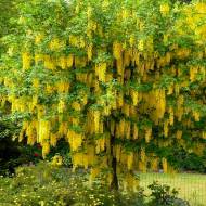 Саженец бобовника Золотой дождь в контейнере